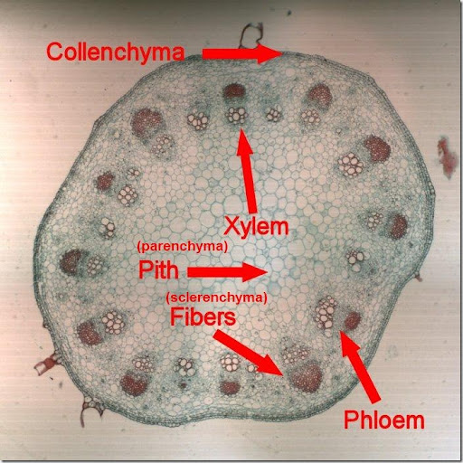 Biology Notes (HKAL): Support of plant